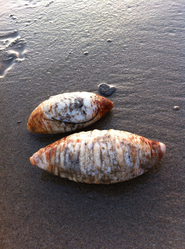 Molpadida