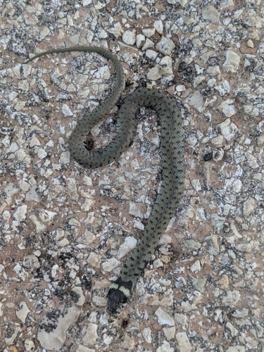 Iberian Grass Snake