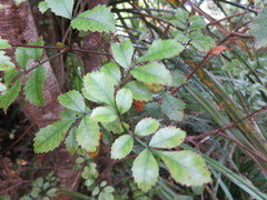 Pterophylla sylvicola