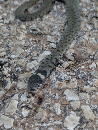 Iberian Grass Snake