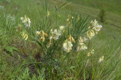 Lathyrus pannonicus