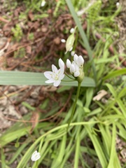Allium neapolitanum