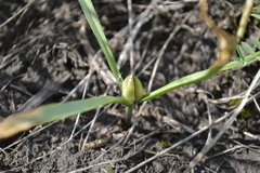 Colchicum bulbocodium