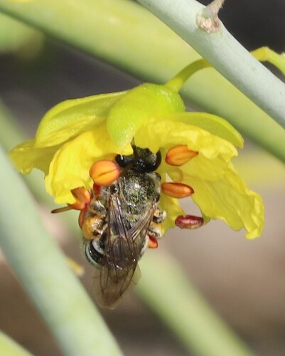 iNaturalist observation photo of Bees