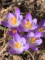 Crocus
