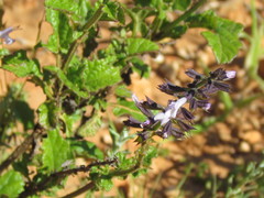 Salvia triangularis