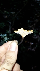 Polyporus guianensis