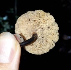 Polyporus guianensis
