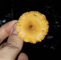 Polyporus guianensis