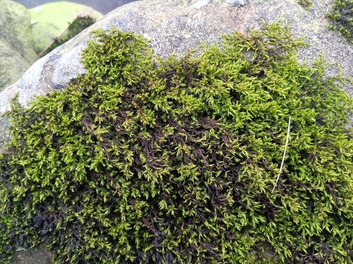 Clustered Rock Moss (Racomitrium fasciculare)