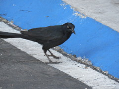 Quiscalus mexicanus