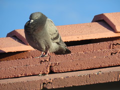 Columba livia