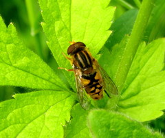 Parhelophilus frutetorum