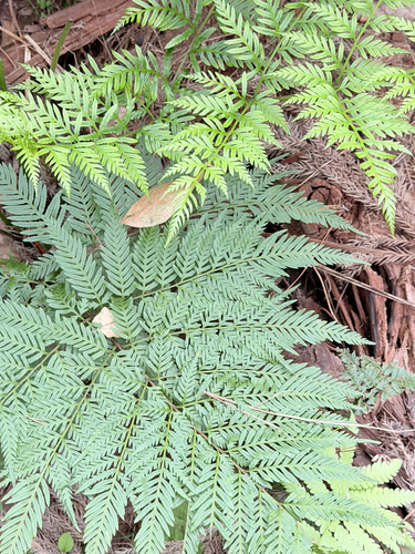 Pteris tremula observed 2026-03-08