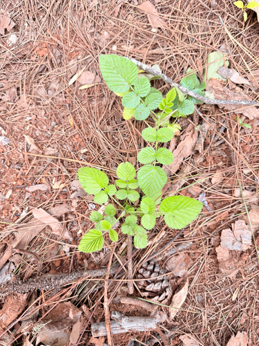 Rubus niveus observed 2026-03-08