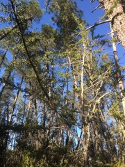 Cupressus abramsiana