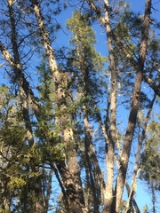 Cupressus abramsiana