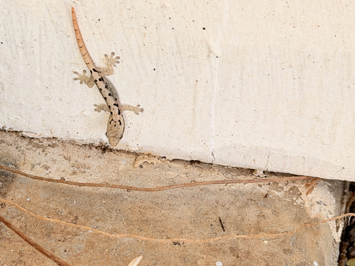 Lepidodactylus lugubris observed 2026-03-10