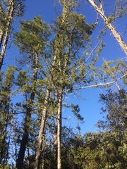 Cupressus abramsiana