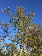 Cupressus abramsiana