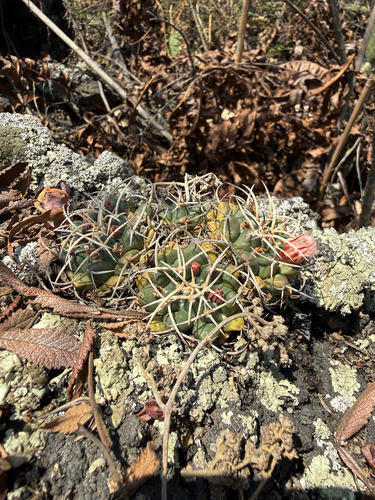 Mexican pincushion cactus (Mammillaria magnimamma)