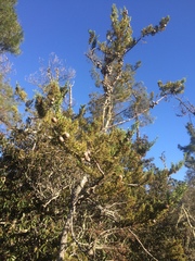 Cupressus abramsiana