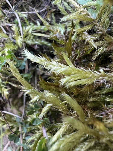 Brachythecium glareosum observed 2026-03-18