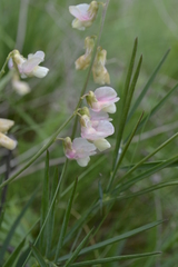 Lathyrus pannonicus