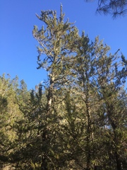 Cupressus abramsiana