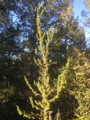 Cupressus abramsiana