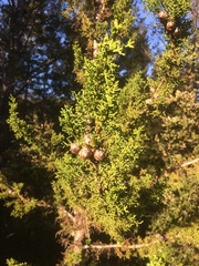 Cupressus abramsiana