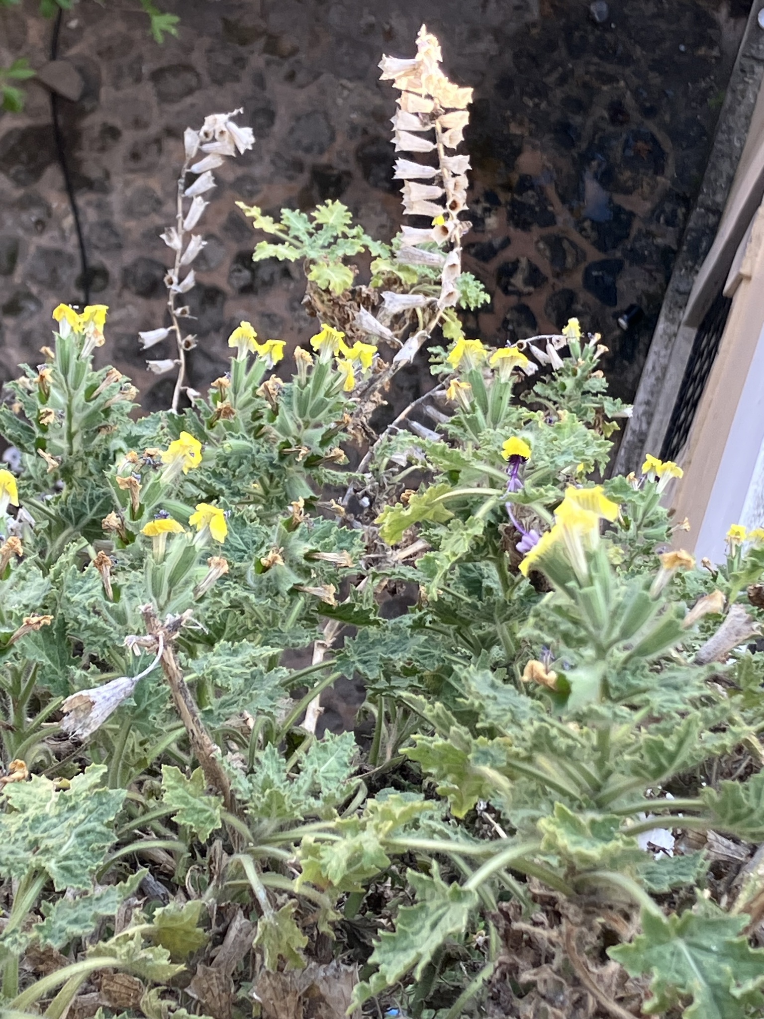 Golden Henbane (Hyoscyamus aureus)