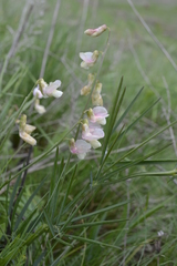 Lathyrus pannonicus