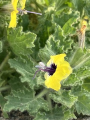 Hyoscyamus aureus, photograph author not stated, no rights reserved