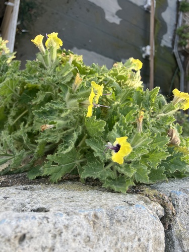 Hyoscyamus aureus, photograph 4
