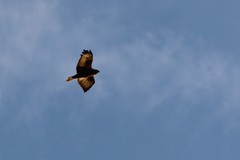 Buteo buteo buteo