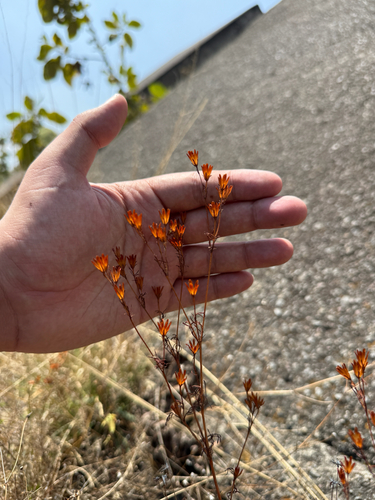 Fetid marigold (Dyssodia papposa)
