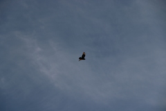 Buteo buteo buteo