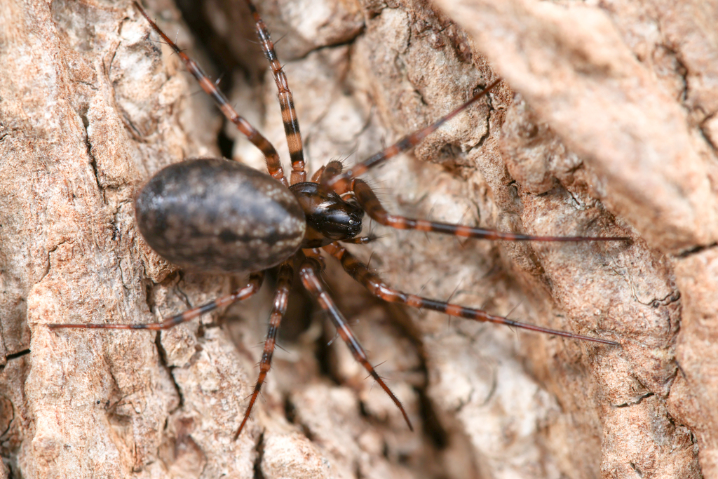 Weintrauboa insularis