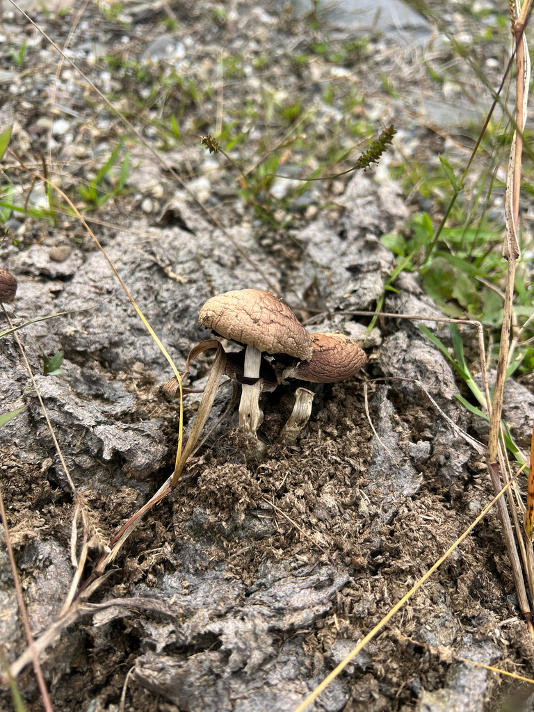 Psilocybe cubensis · March 2026 · photo: © benjaminhidalgo (iNaturalist, cc-by)