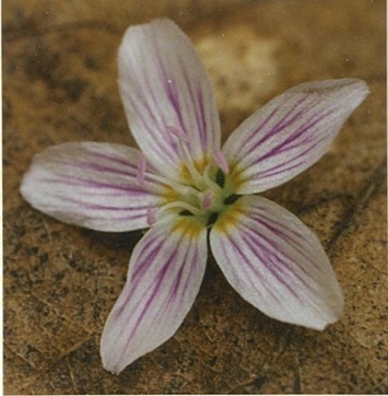 Carolina Springbeauty