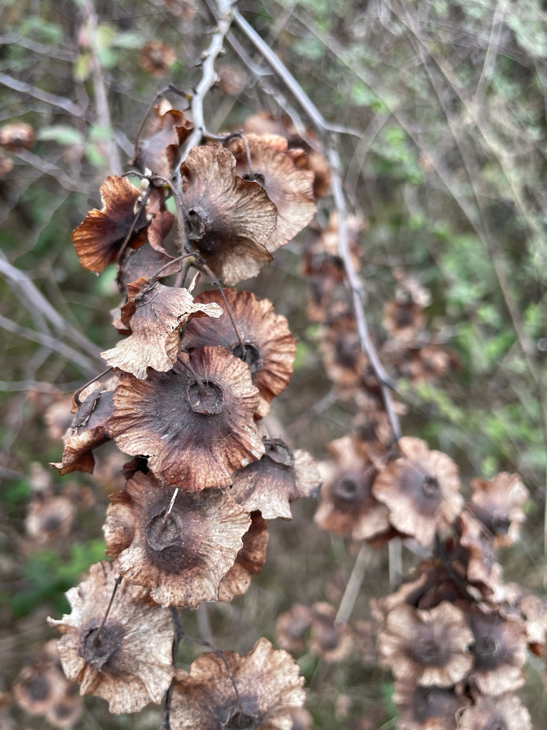 Paliurus spina-christi, Hafizhuseyinbey Koyu Yolu, Gonen, Balıkesir, TR, by eniscakar