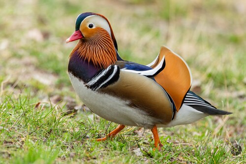 Canard mandarin, mâle