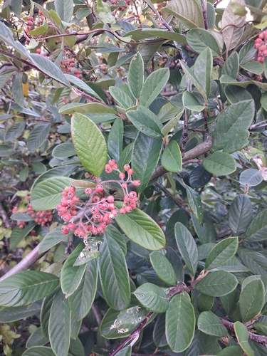 Late Cotoneaster (Cotoneaster coriaceus)