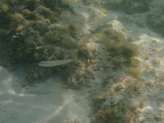 Valenciennea muralis