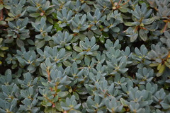 Rhododendron fastigiatum