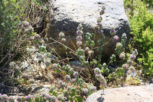 Cat Herb (Pseudodictamnus africanus)