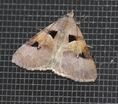 Avatha discolor