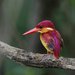 Rufous-backed Dwarf-Kingfisher - Photo (c) Carmelo López Abad, some rights reserved (CC BY-NC), uploaded by Carmelo López Abad