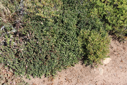 Euphorbia hamata, photograph 1
